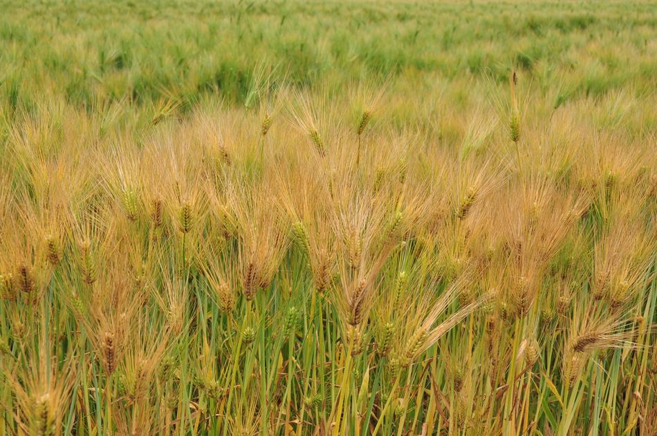 Barley A Field Plants