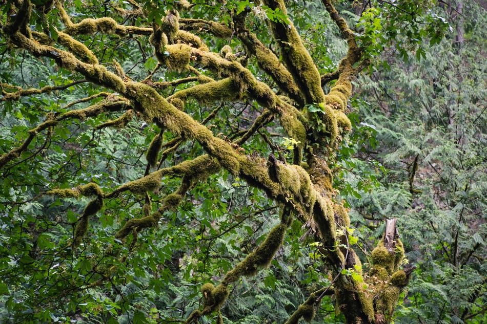 Tree Moss Nature