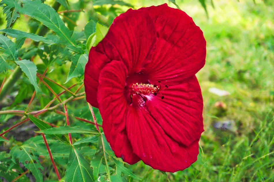 Flower Hdr Nature