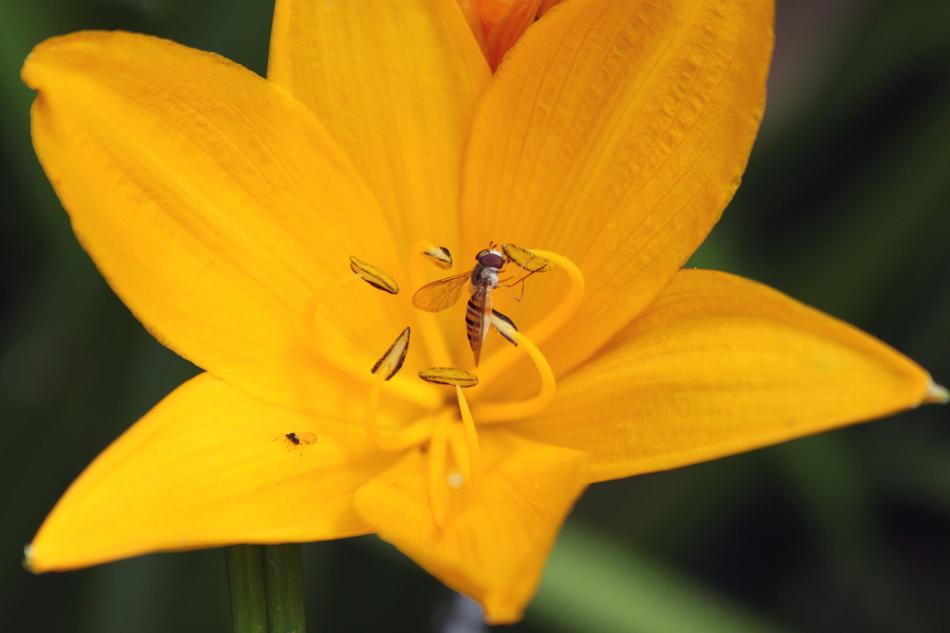 Saranka Gorzalka Fly