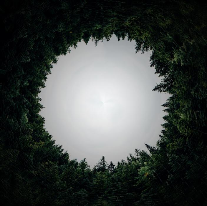 a white circle with green trees