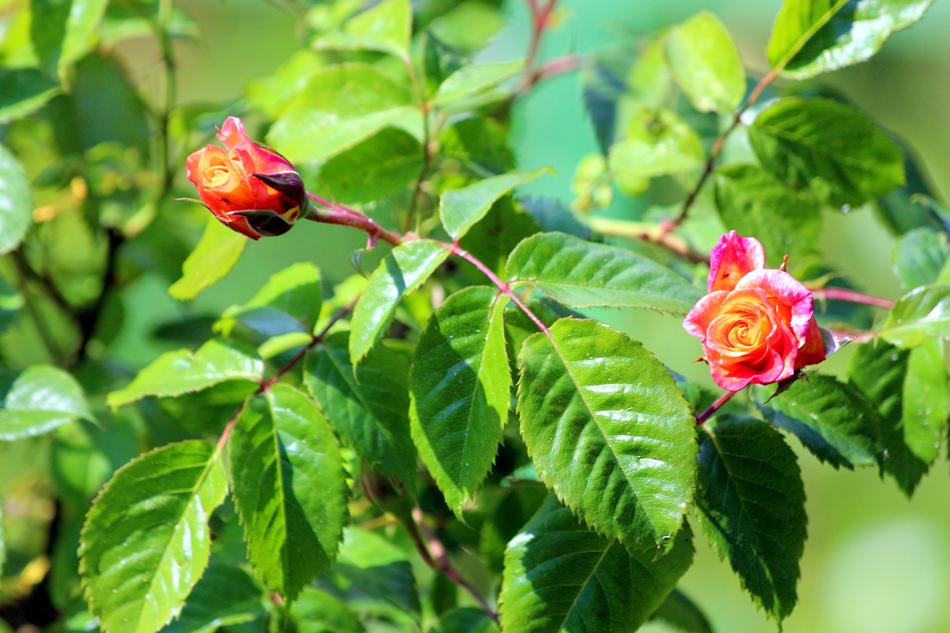 small red flowers in green foliage