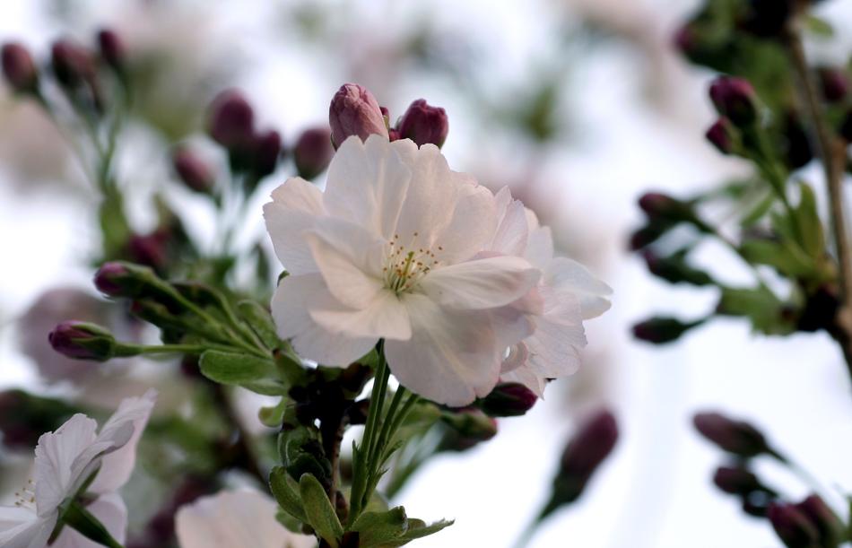 Prunus Flower Plant