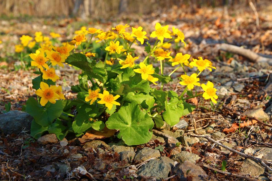 Marigold Yellow Flowers Spring