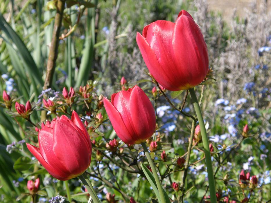 Flower Nature Plant