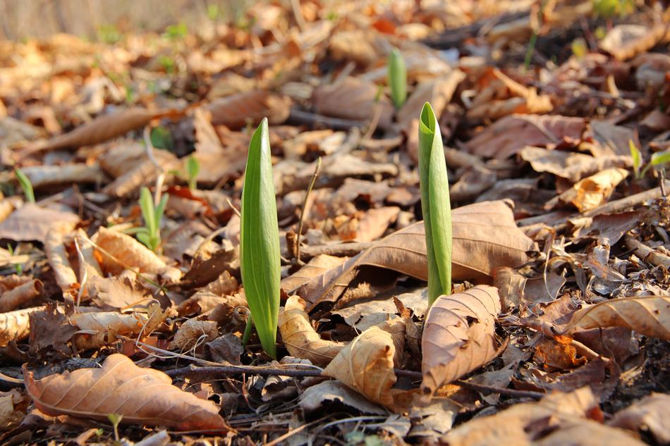 green plant sprouts in dry foliage