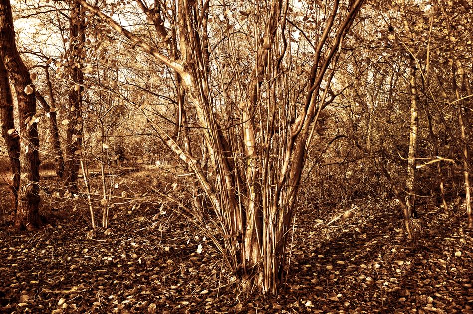 Autumn tree garden