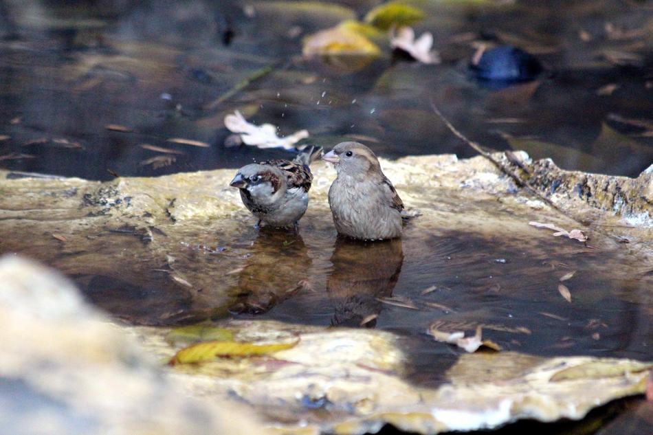 Sparrow Passer Domesticus Nature