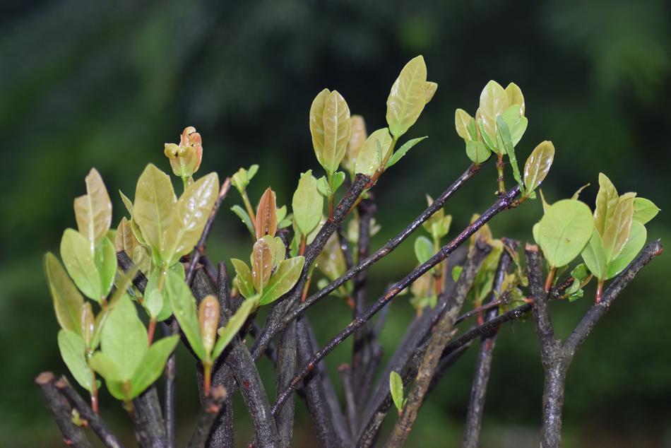 Leaf Flora Growth
