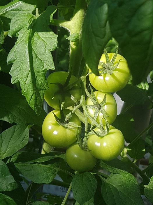 Unripe tomatoes in the vegetable garden