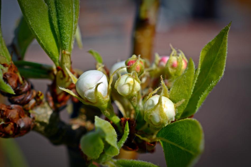 Pear Blossom Bloom