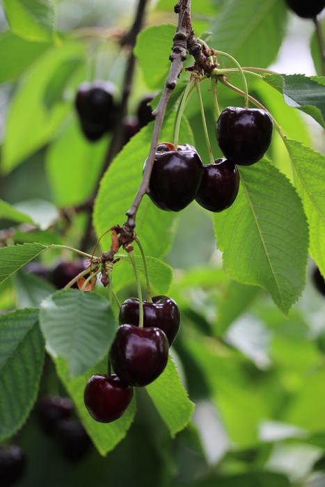 sweet berry on a branch