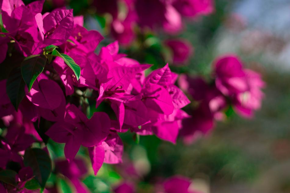 Plant Flower Nature