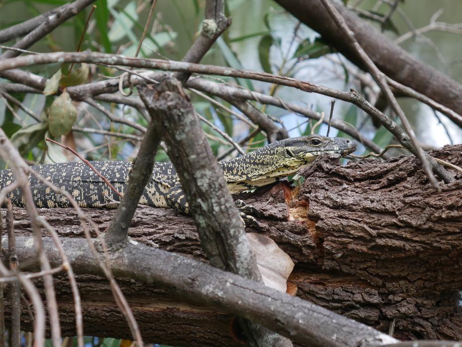 Goanna Lizard Australia