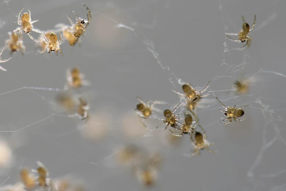 Nature Spider Insect