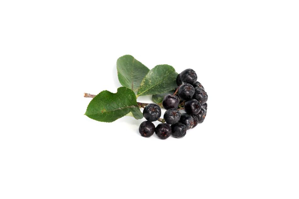 black berries on a white background