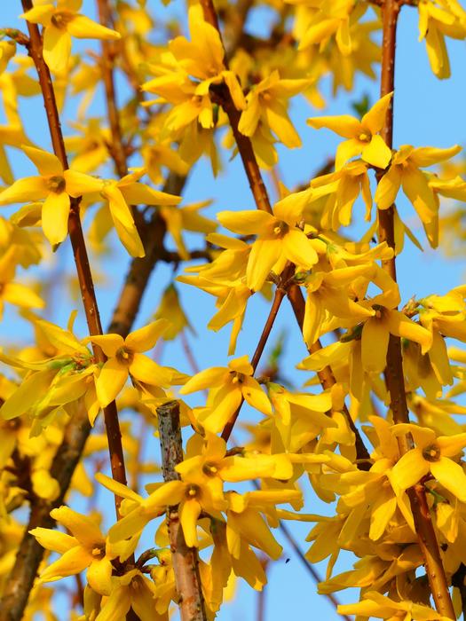 Outdoors Nature Plant