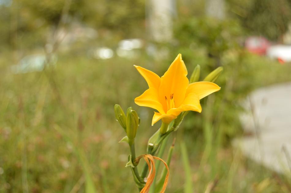 Nature Flower