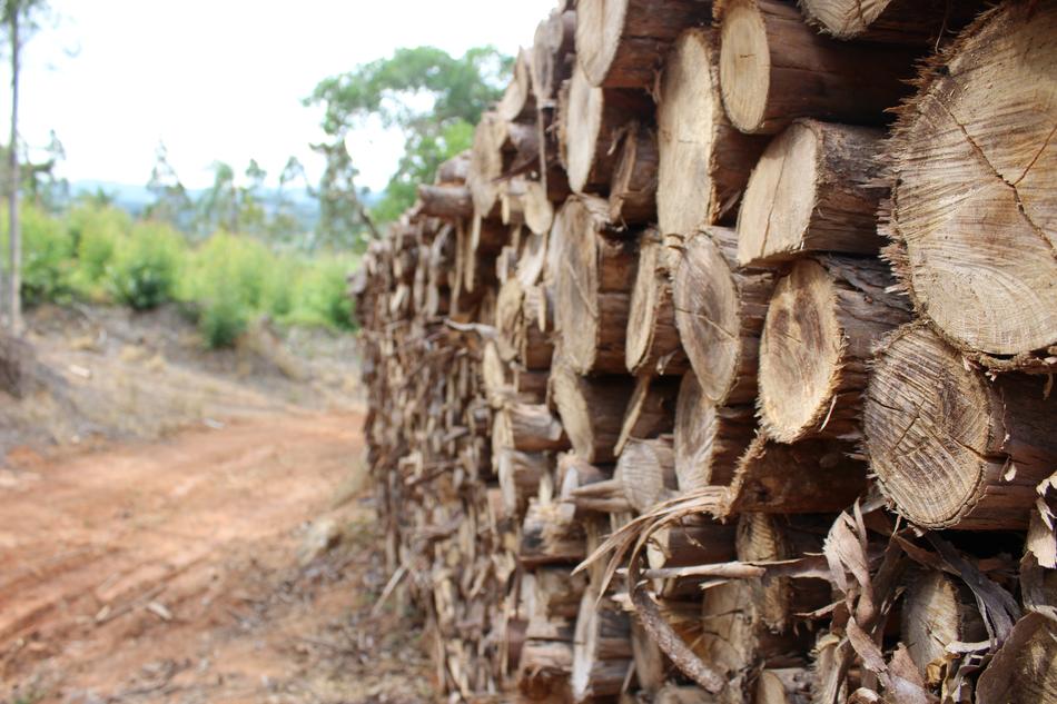 Nature Tree Wood