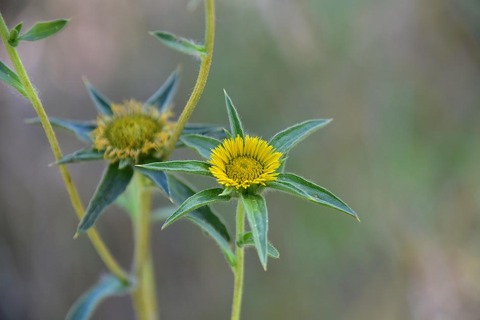 Wild Flower Garden Plant
