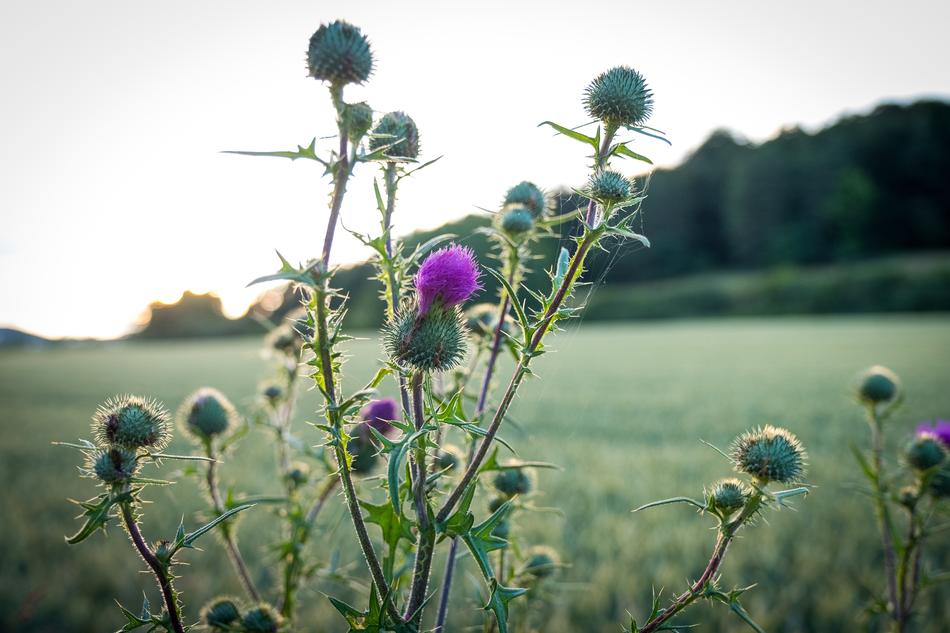 Thistle Bush Green
