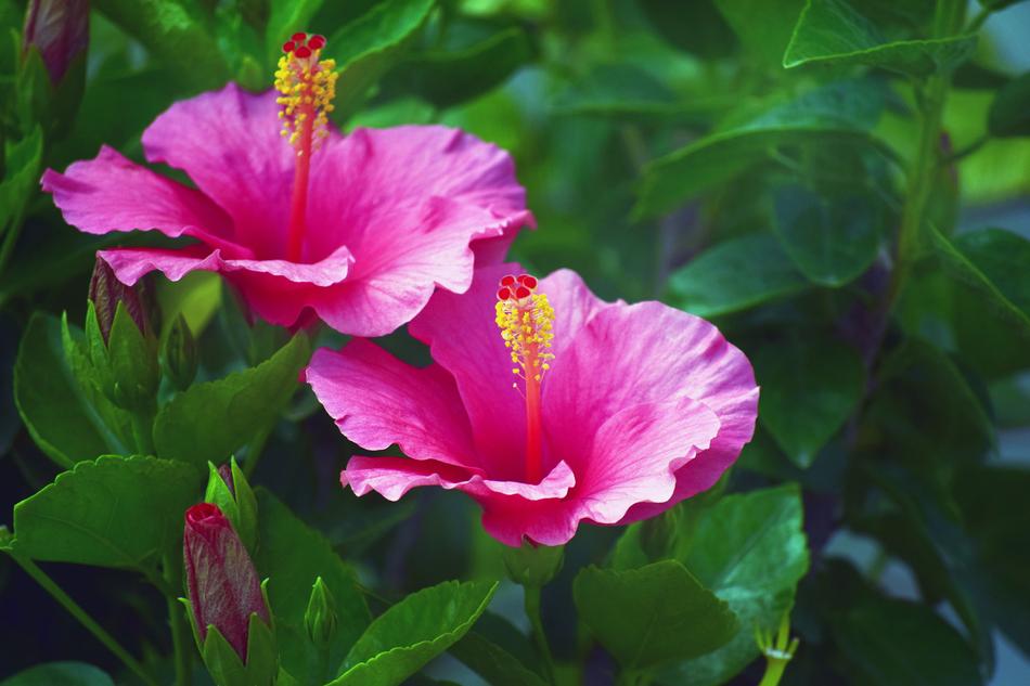 flower bud plants nature