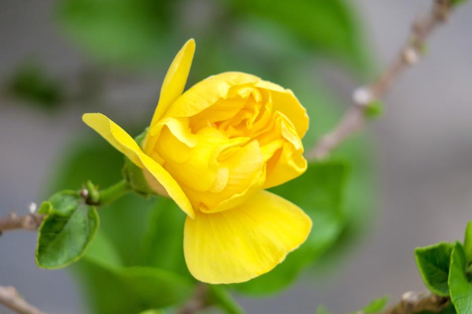 yellow bud in green foliage