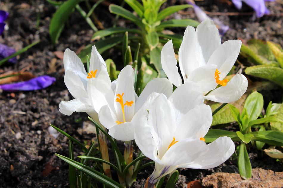 Crocus Spring Flowers