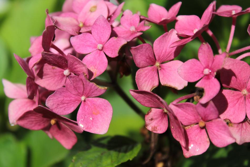 Flower Plant Nature