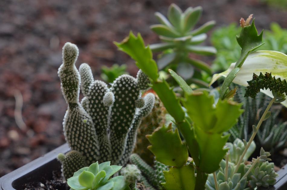Plant Nature Cactaceae