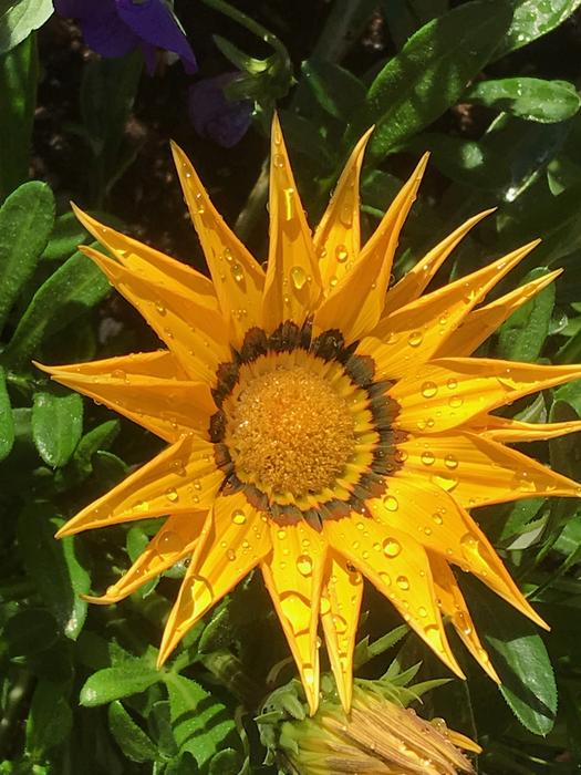 Gazania Flower Summer Watering