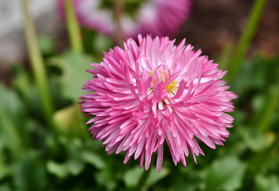 Aster China Blossom