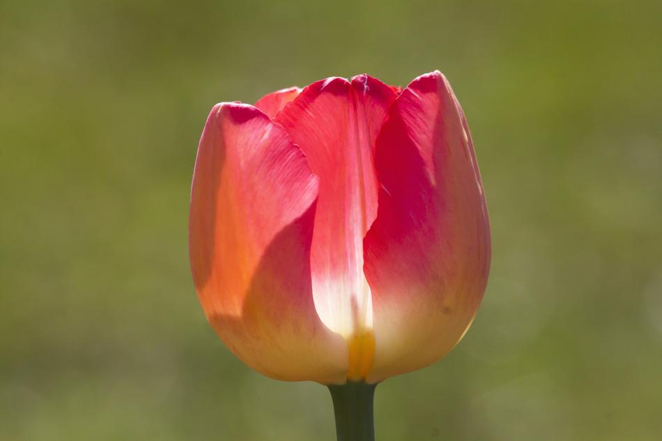 red bud on a stem landscape