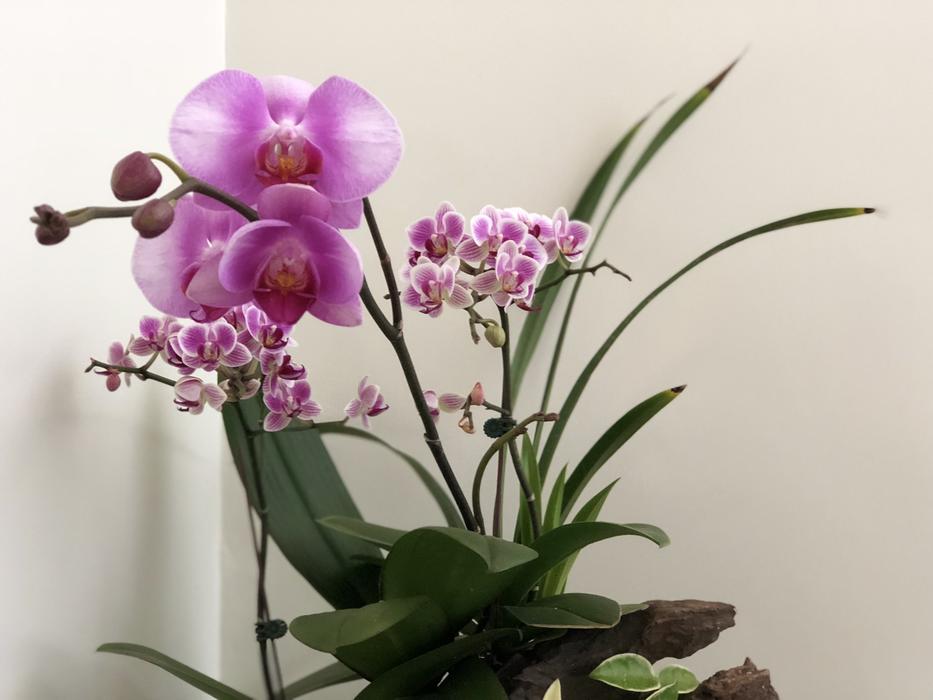 Flower Plant Nature