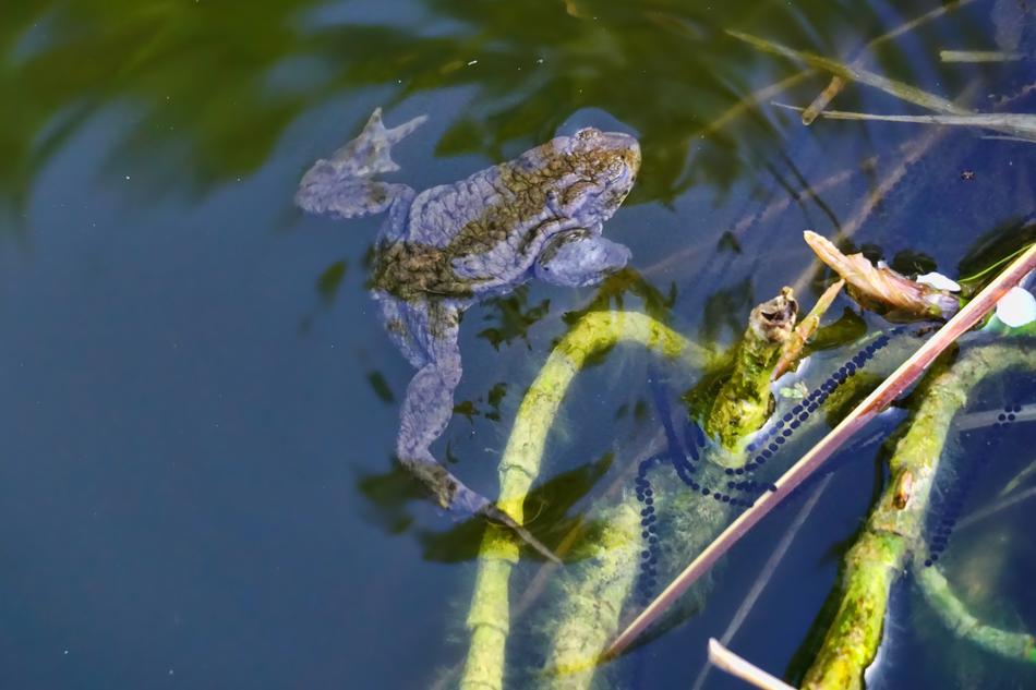 Nature Waters Toad