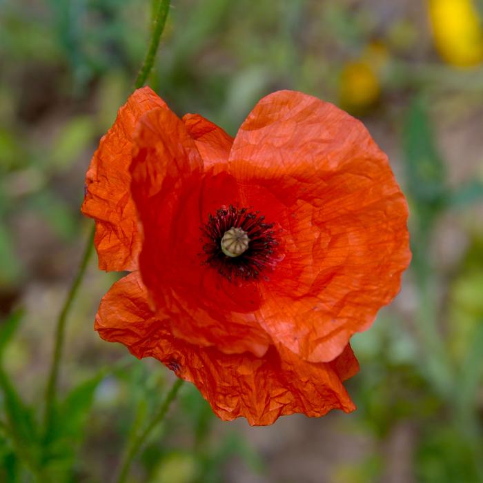 Flower Plant Poppy