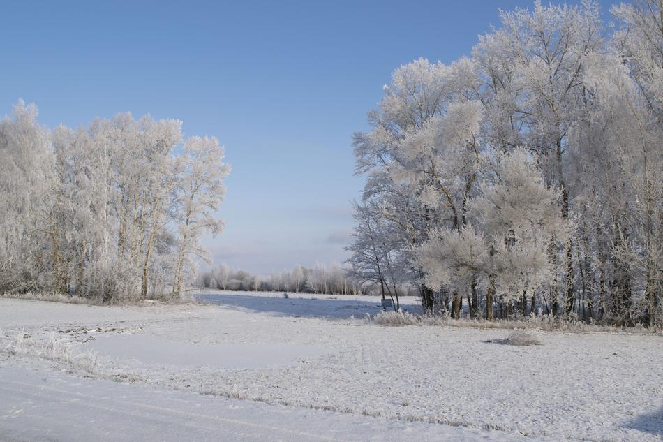 Winter tree Snow view