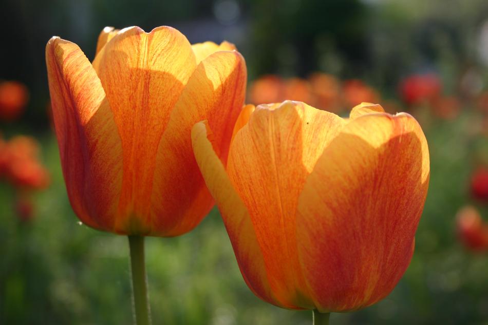 Nature Flower Tulip