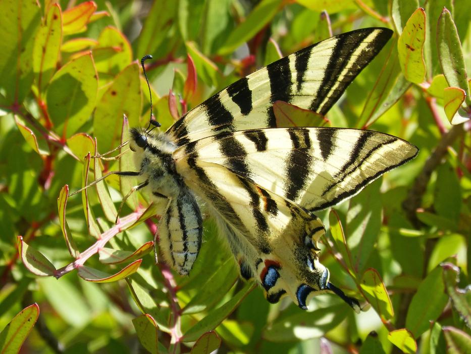 Polidario Scarce Swallowtail