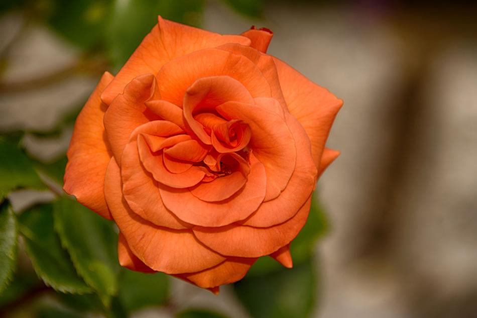 Flower Nature Rose
