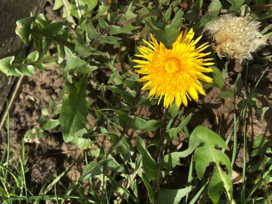 Nature Flora Flower