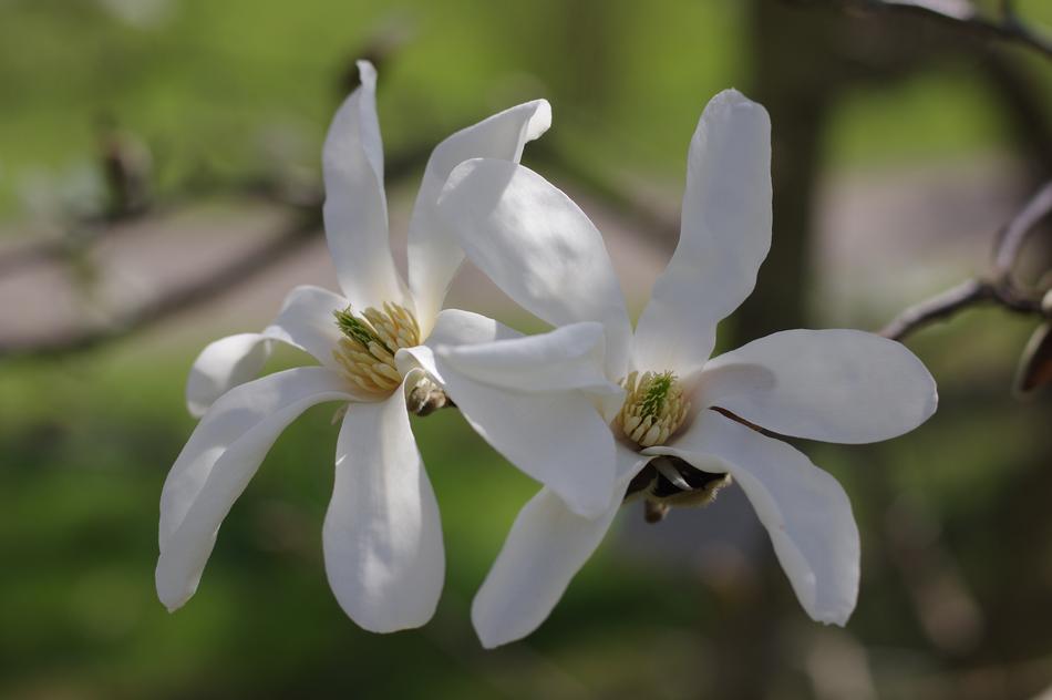 Nature Flower Plant