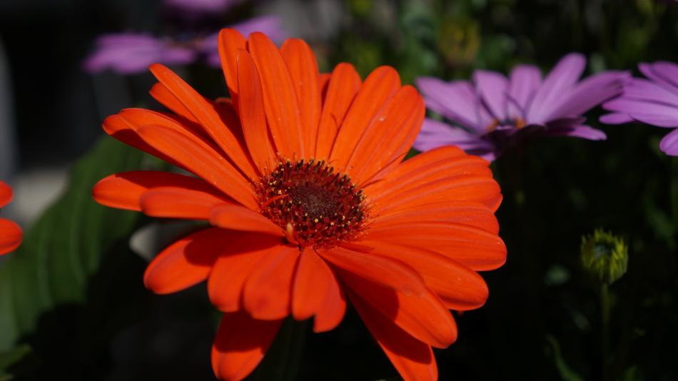 Flower Flora Nature
