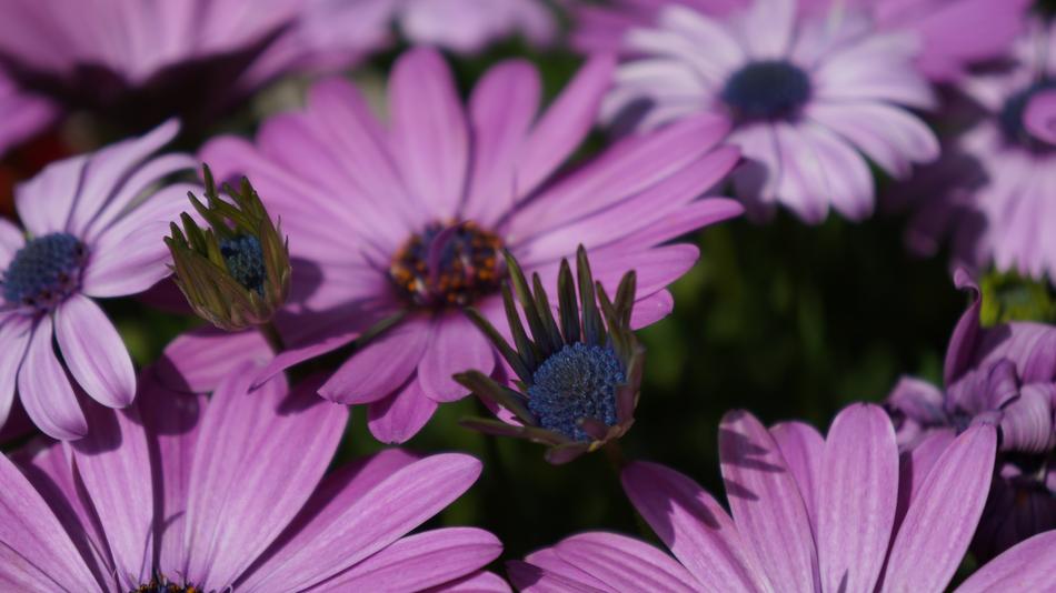 Flower Flora Nature