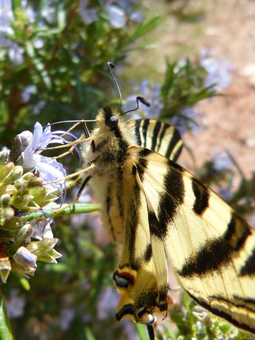 Podalirio Scarce Swallowtail