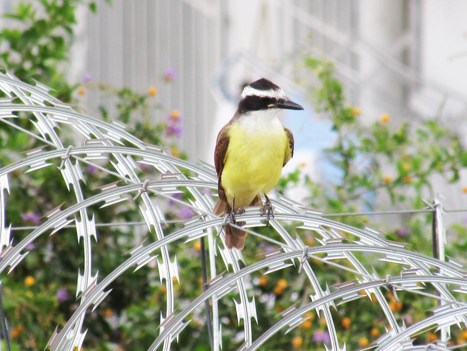 Nature Bird Birdie