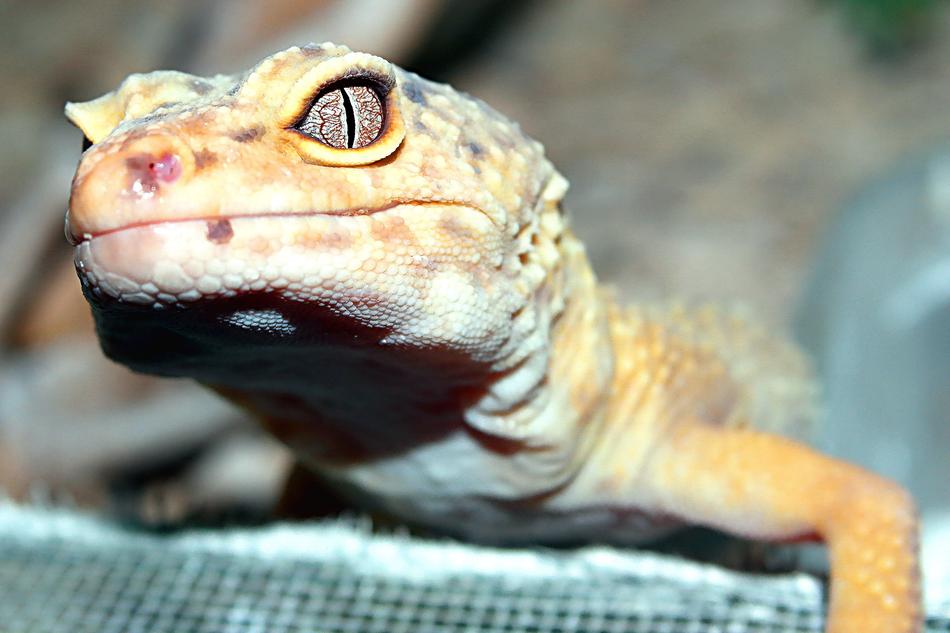 Nature Reptiles Animals