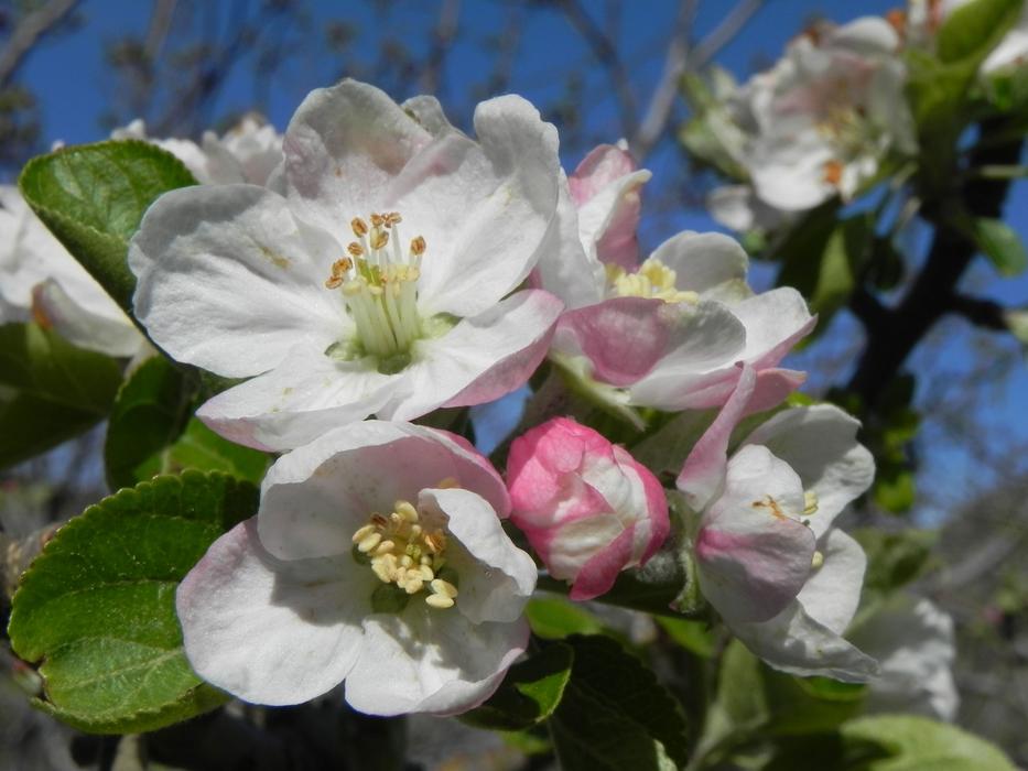 Flower Plant Tree