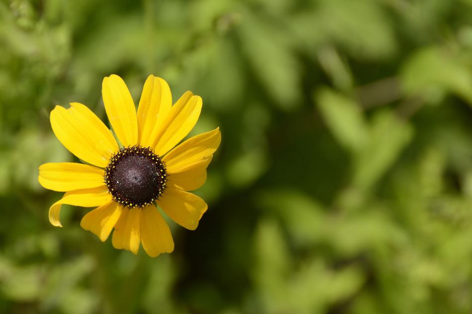 yellow bud in the bush landscape