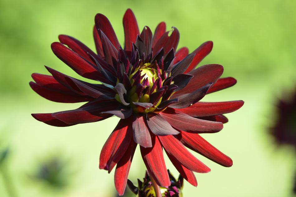 Dahlias Georginien Flower